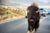 American Bison walking the middle of road in Yellowstone's Lamar