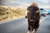 American Bison walking the middle of road in Yellowstone's Lamar