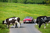 summer_trial-2015-2200px12